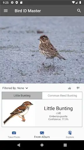 Play Bird ID Master as an online game Bird ID Master with UptoPlay