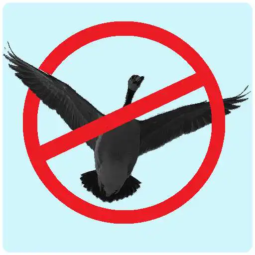 Play Bird Impact 3D APK