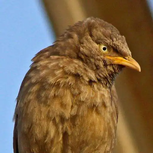 Play Birding Simplified APK Play Birding Simplified APK