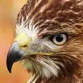 Free play online Bird Of Prey Live Wallpaper APK Free play online Bird Of Prey Live Wallpaper APK