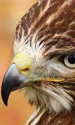 Play Bird Of Prey Live Wallpaper