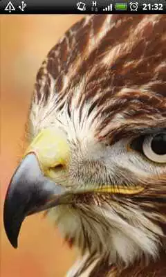 Play Bird Of Prey Live Wallpaper