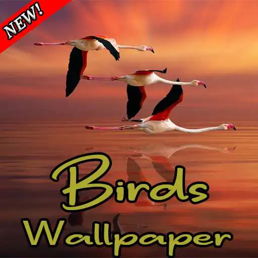 Play Birdpaper - Bird Mobile Wallpapers APK