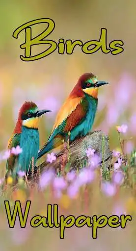Play Birdpaper - Bird Mobile Wallpapers  and enjoy Birdpaper - Bird Mobile Wallpapers with UptoPlay
