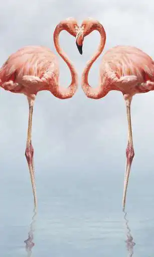 Play Birdpaper - Bird Mobile Wallpapers as an online game Birdpaper - Bird Mobile Wallpapers with UptoPlay