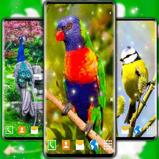 Play Bird Parrots HD Live Wallpaper APK Play Bird Parrots HD Live Wallpaper APK