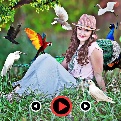 Play Bird photo video maker song APK