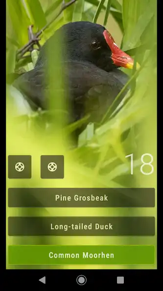 Play Bird Quiz Europe as an online game Bird Quiz Europe with UptoPlay