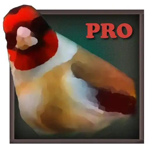 Play Birdquiz Pro APK
