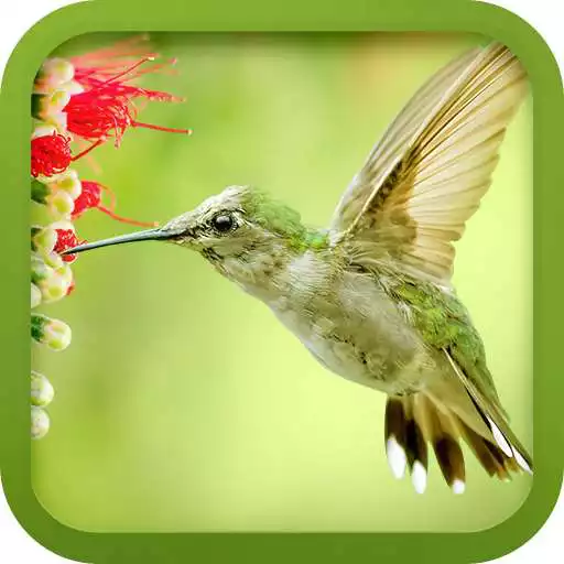Free play online Bird Ringtones APK Free play online Bird Ringtones APK
