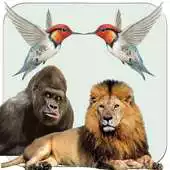 Free play online Birds Animal Sounds RingTones APK Free play online Birds Animal Sounds RingTones APK