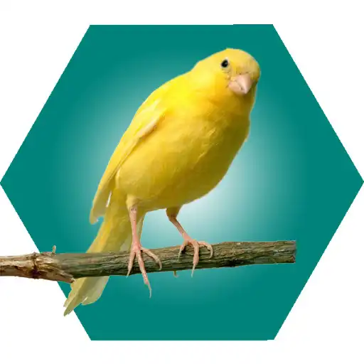 Play Birds Atlas APK Play Birds Atlas APK