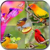 Free play online Birds Care Tips APK Free play online Birds Care Tips APK