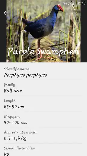 Play Birds Check Pro as an online game Birds Check Pro with UptoPlay