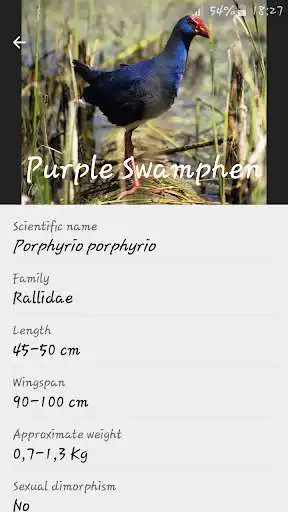 Play Birds Check Play Birds Check