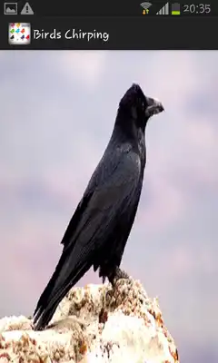 Play Birds Chirping