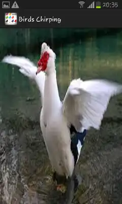 Play Birds Chirping
