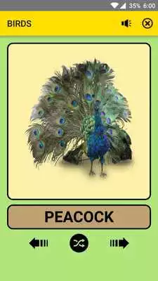 Play Birds For Kids