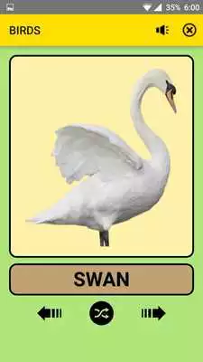 Play Birds For Kids