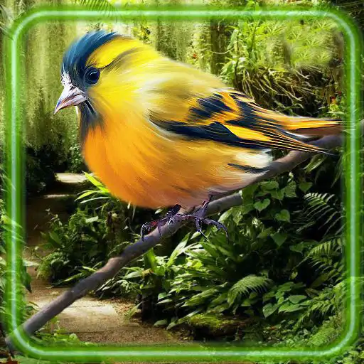 Play Birds Gallery Live Wallpaper APK