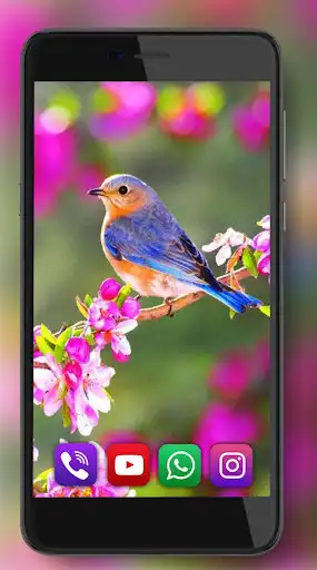 Play Birds Gallery Live Wallpaper  and enjoy Birds Gallery Live Wallpaper with UptoPlay