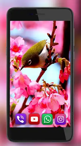 Play Birds Gallery Live Wallpaper as an online game Birds Gallery Live Wallpaper with UptoPlay