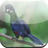 Free play online Birds Game APK