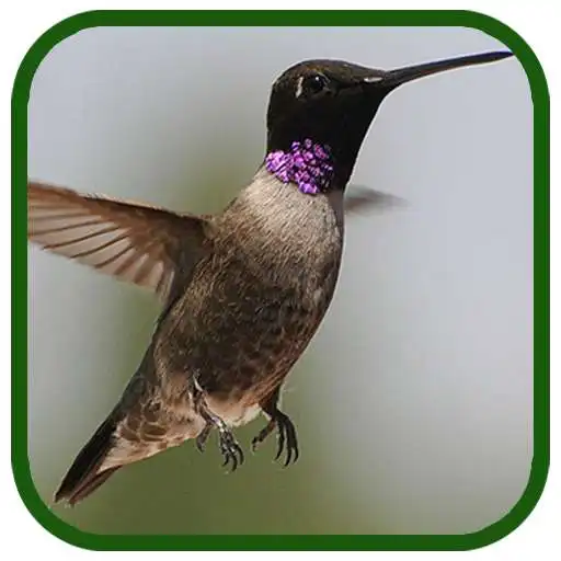 Play Birds Images App APK