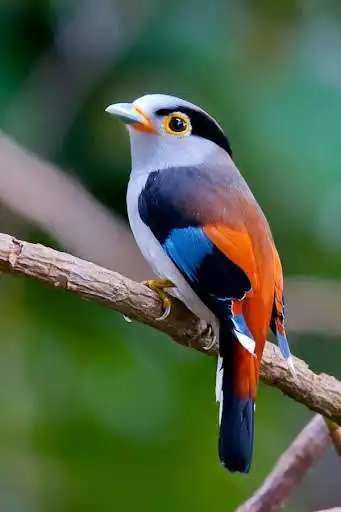 Play Birds Images App  and enjoy Birds Images App with UptoPlay