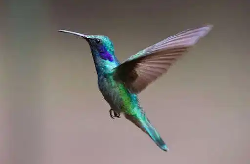 Play Birds Images App as an online game Birds Images App with UptoPlay