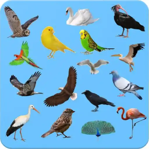 Play Birds - Learning Birds APK