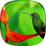 Free play online Birds Live Wallpaper  
<div style=