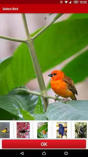Play Birds Live Wallpaper Free and enjoy Birds Live Wallpaper Free with UptoPlay Play Birds Live Wallpaper Free and enjoy Birds Live Wallpaper Free with UptoPlay