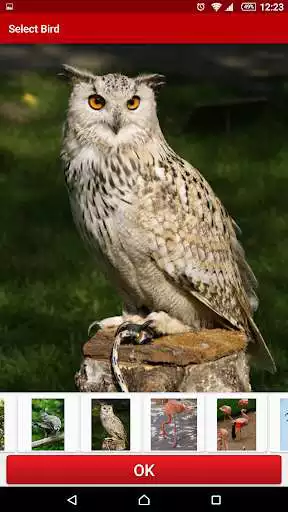 Play Birds Live Wallpaper Free as an online game online Birds Live Wallpaper Free with UptoPlay Play Birds Live Wallpaper Free as an online game Birds Live Wallpaper Free with UptoPlay