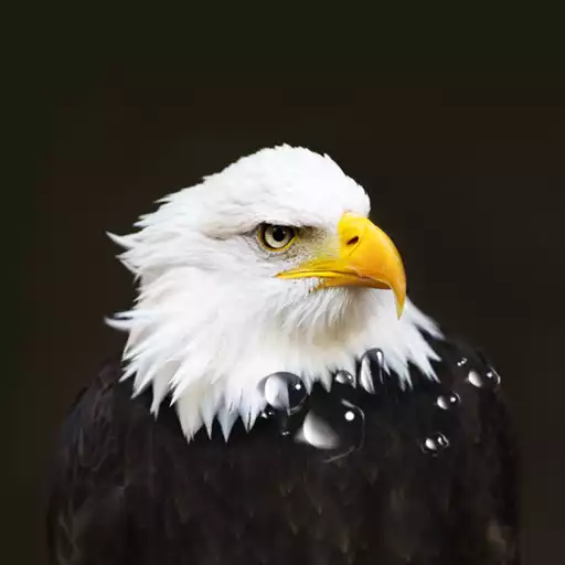 Free play online Birds live wallpaper APK Free play online Birds live wallpaper APK