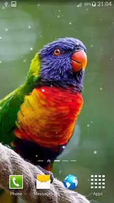 Play Birds live wallpaper