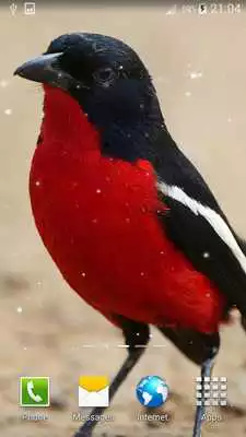 Play Birds live wallpaper