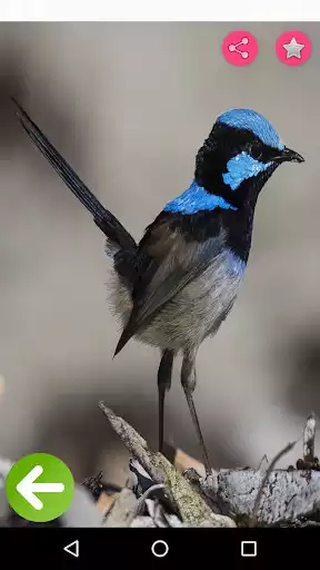 Play Birds Names with Pictures for Kids