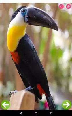 Play Birds Names with Pictures for Kids