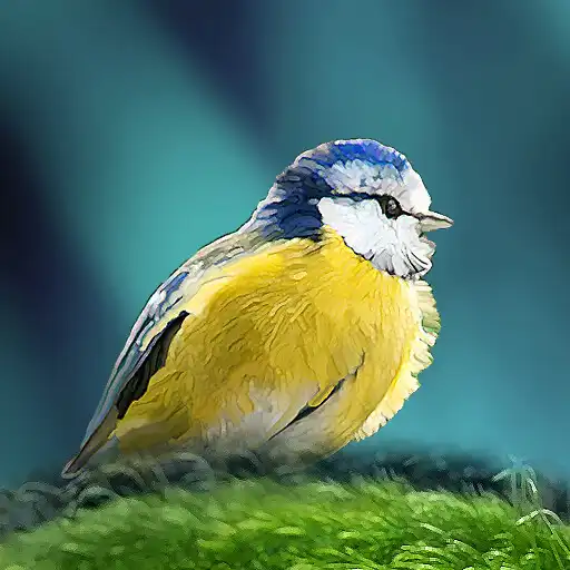 Play Birds of Britain and Europe APK Play Birds of Britain and Europe APK