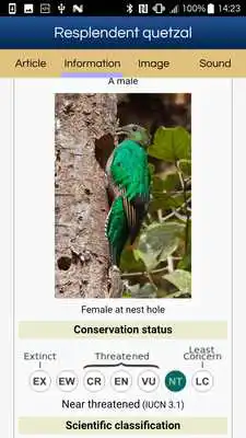 Play Birds Of Central America (old version)