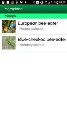 Play Birds of Eastern Europe (old version)