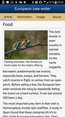 Play Birds of Eastern Europe (old version)