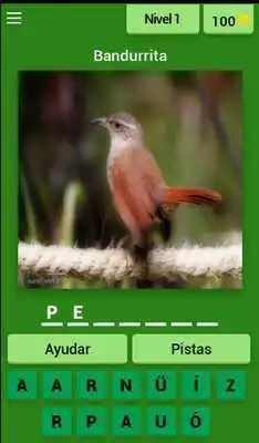 Play Birds of Peru