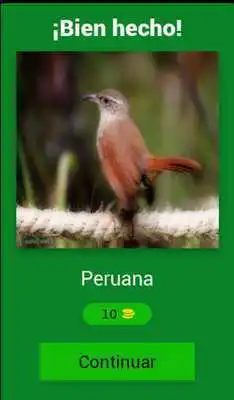 Play Birds of Peru