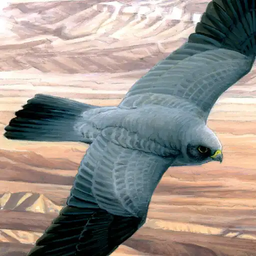 Play Birds of the Middle East APK