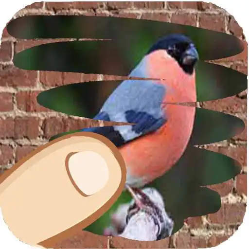 Play Birds of the world, guess which one catches APK