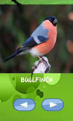 Play Birds of the world, guess which one catches  and enjoy Birds of the world, guess which one catches with UptoPlay