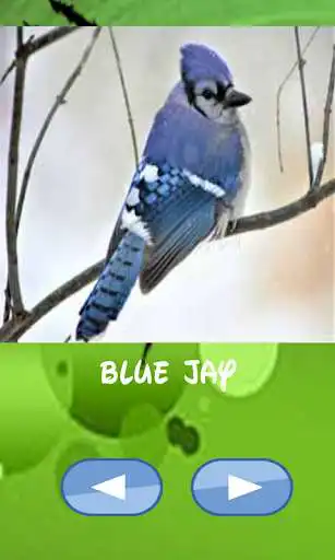 Play Birds of the world, guess which one catches as an online game Birds of the world, guess which one catches with UptoPlay