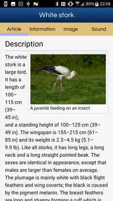 Play Birds of Western Europe (old version)